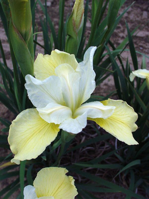 G749 Iris Siberica 'butter And Sugar' - View 14 from www redcrocus com