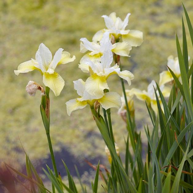 G749 Iris Siberica 'butter And Sugar' - View 15 from www redcrocus com