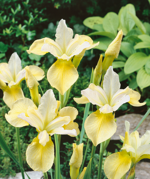 G749 Iris Siberica 'butter And Sugar' - View 16 from www redcrocus com