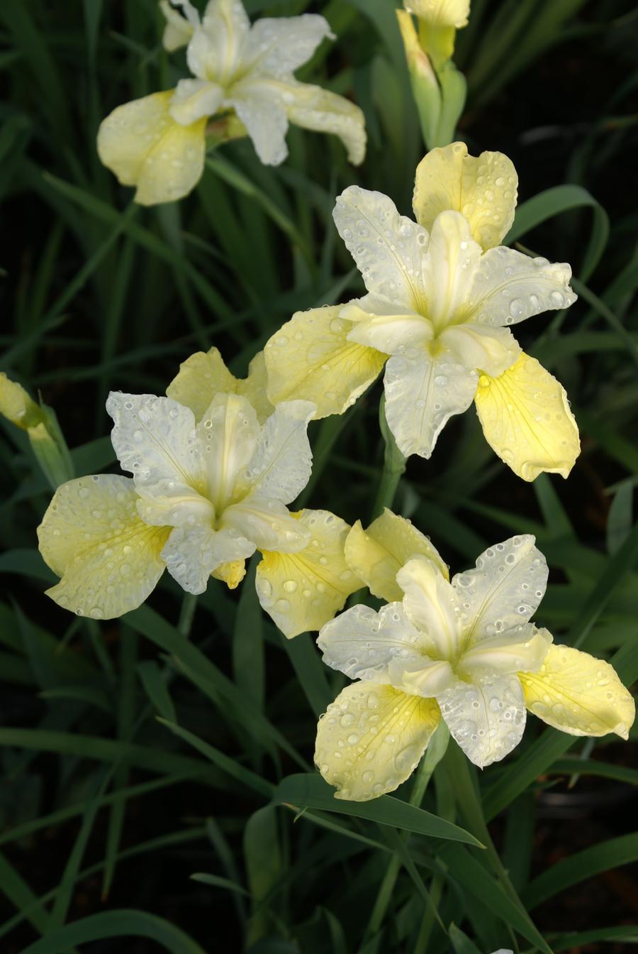 G749 Iris Siberica 'butter And Sugar' - View 17 from www redcrocus com