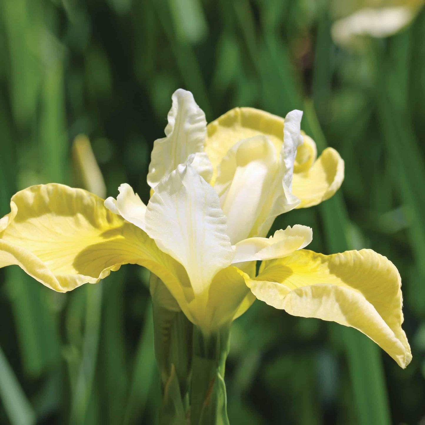 G749 Iris Siberica 'butter And Sugar' - View 18 from www redcrocus com