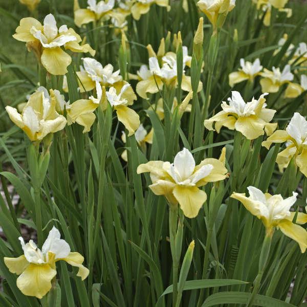 G749 Iris Siberica 'butter And Sugar' - View 1 from www redcrocus com