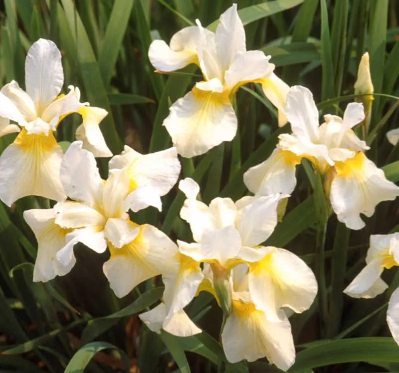 G749 Iris Siberica 'butter And Sugar' - View 2 from www redcrocus com