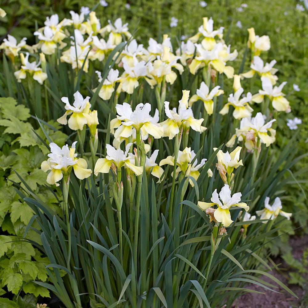 G749 Iris Siberica 'butter And Sugar' - View 3 from www redcrocus com