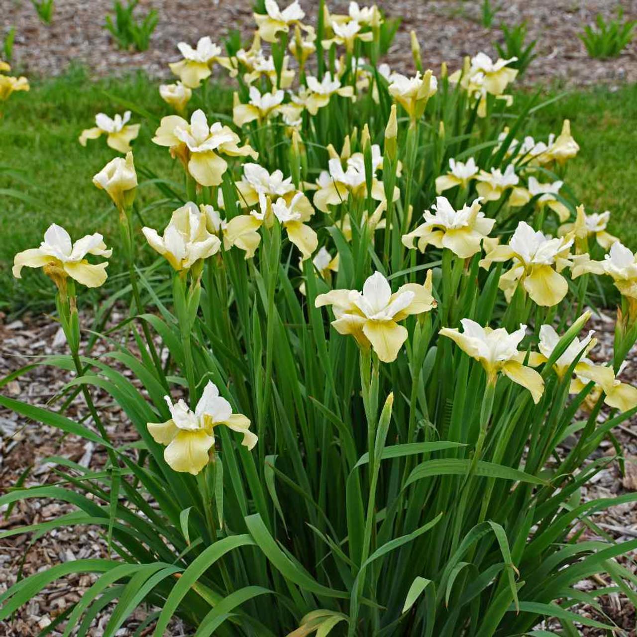 G749 Iris Siberica 'butter And Sugar' - View 4 from www redcrocus com