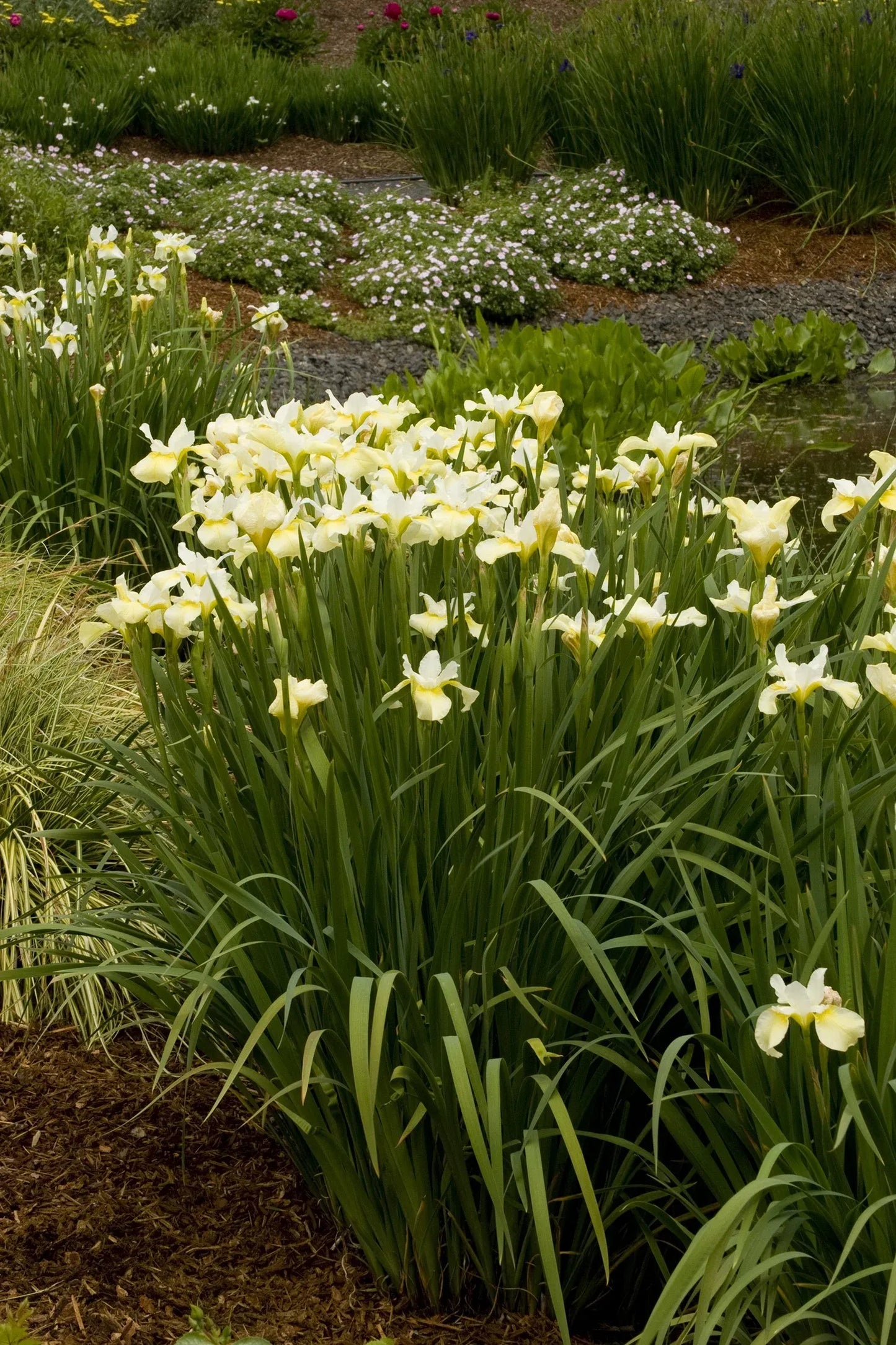 G749 Iris Siberica 'butter And Sugar' - View 5 from www redcrocus com