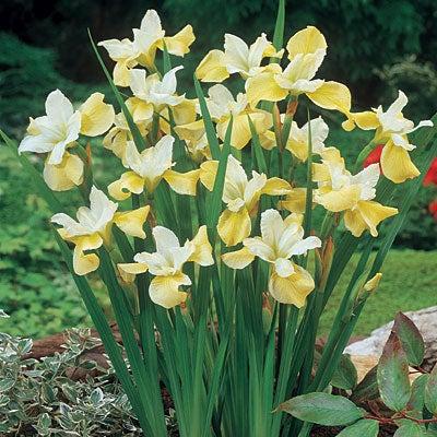 G749 Iris Siberica 'butter And Sugar' - View 6 from www redcrocus com