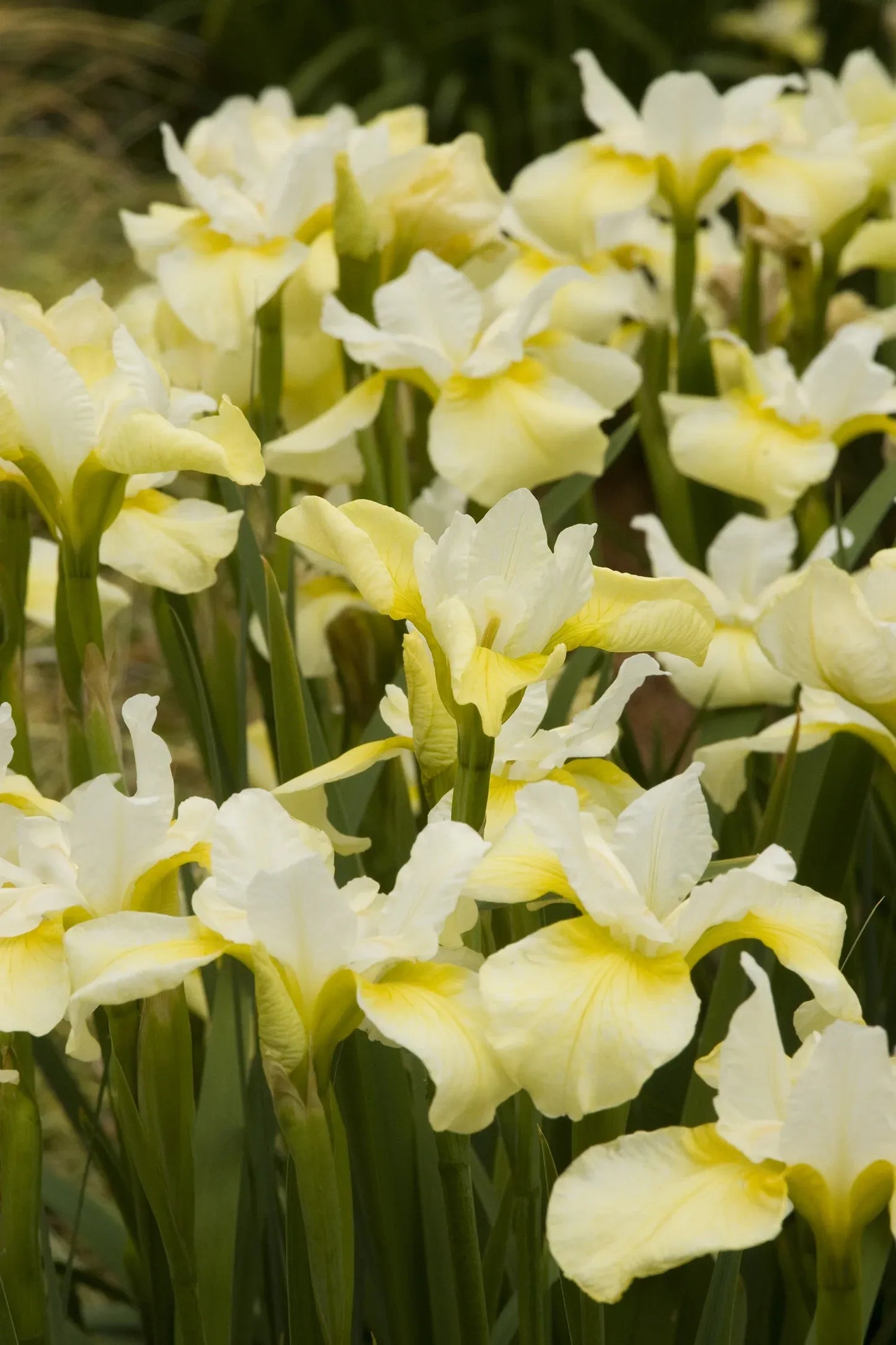 G749 Iris Siberica 'butter And Sugar' - View 7 from www redcrocus com