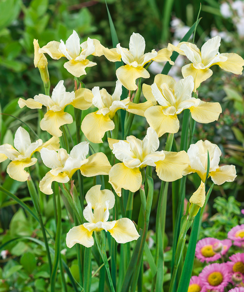 G749 Iris Siberica 'butter And Sugar' - View 8 from www redcrocus com