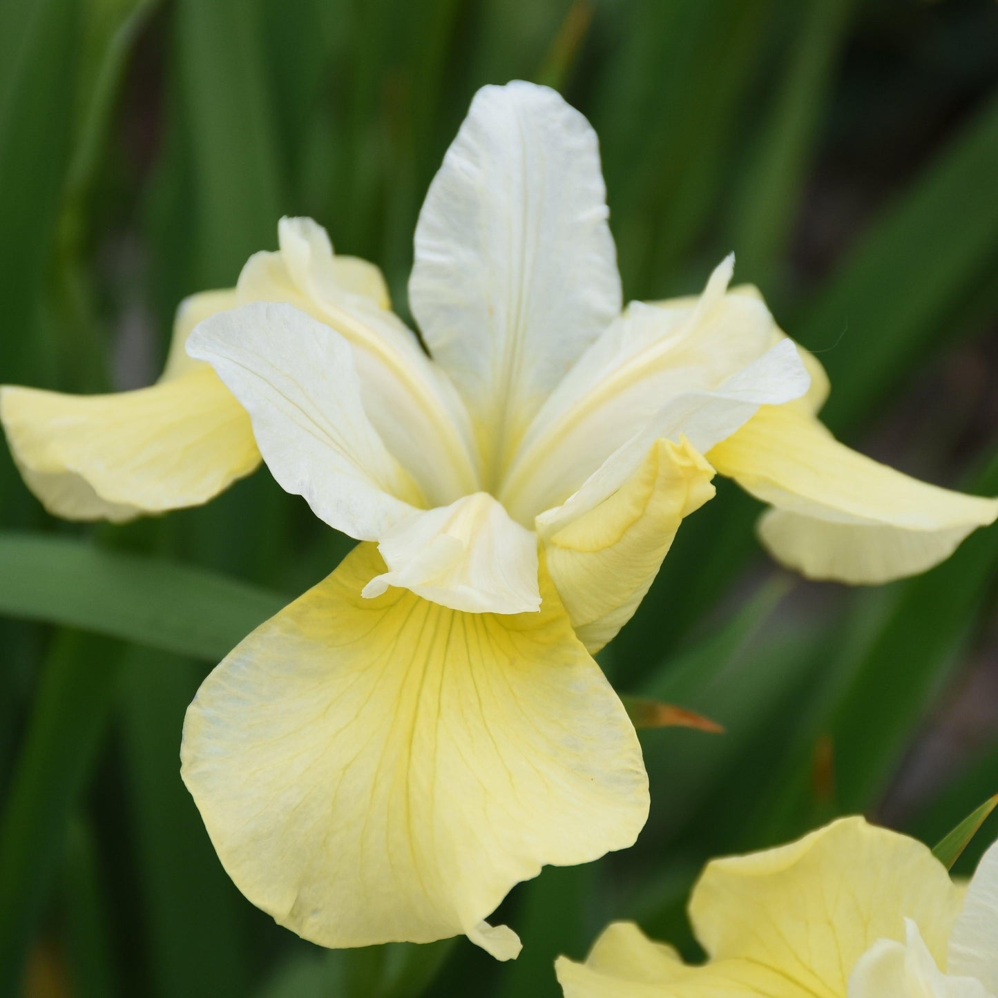 G749 Iris Siberica 'butter And Sugar' - View 9 from www redcrocus com