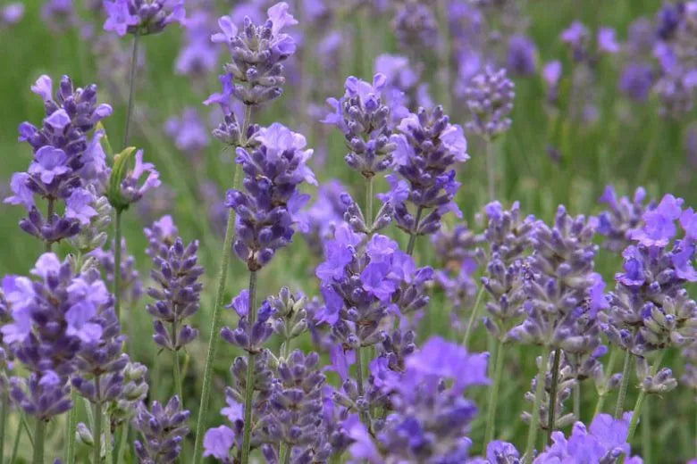 G930 Lavandula Angustifolia 27hidcote 27 9 B90705eb 709d 4774 B893 93757f7864c8 from www redcrocus com