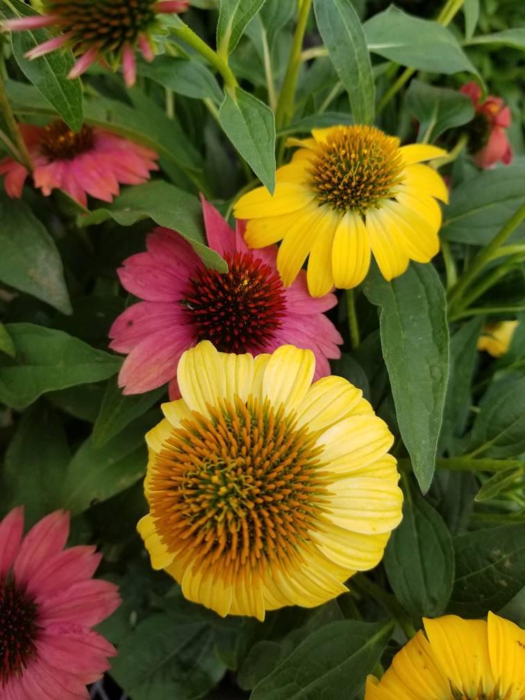 Gee000 Echinacea Assorted - View 10 from www redcrocus com