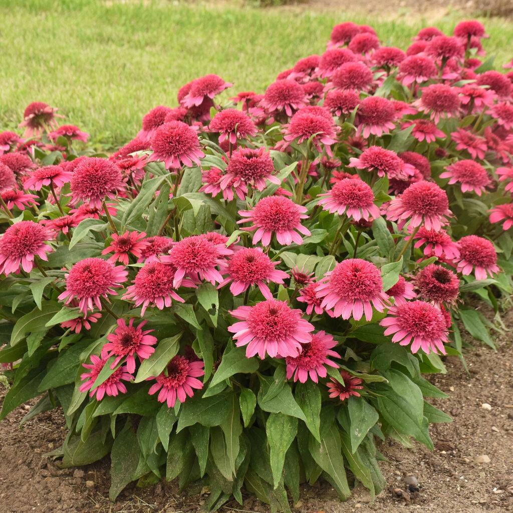 Gee000 Echinacea Assorted - View 11 from www redcrocus com