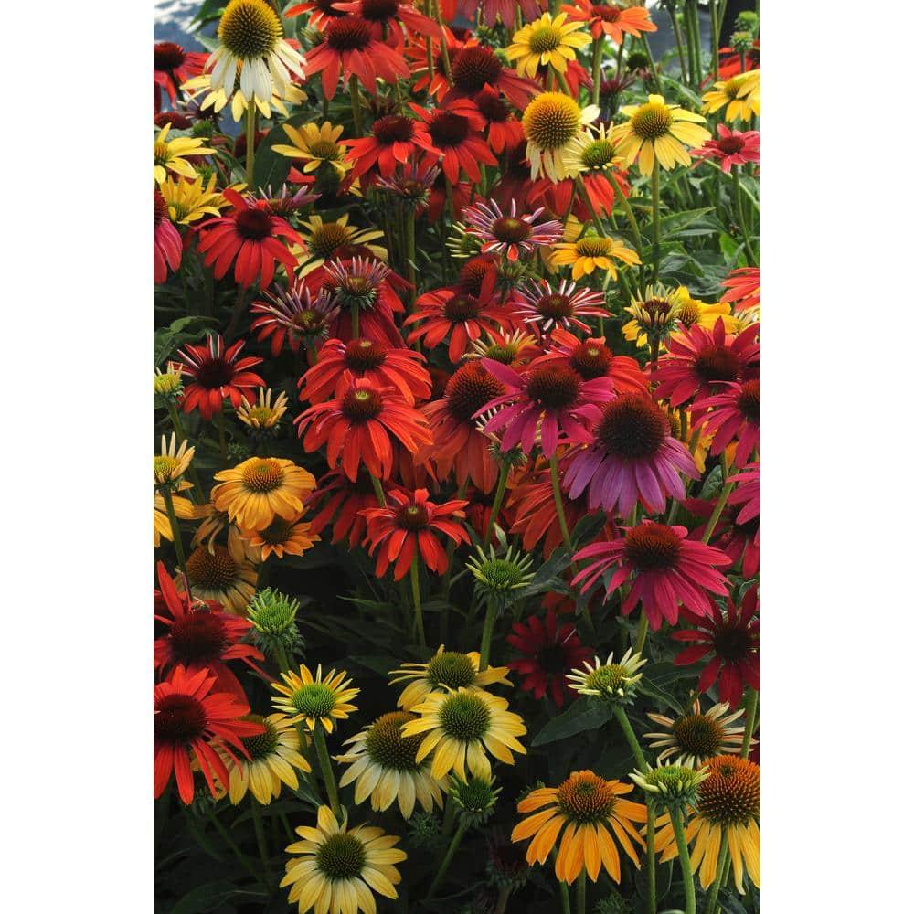 Gee000 Echinacea Assorted - View 12 from www redcrocus com