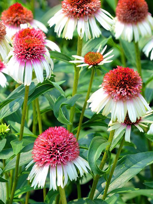 Gee000 Echinacea Assorted - View 13 from www redcrocus com