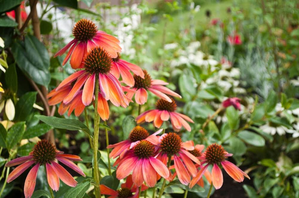 Gee000 Echinacea Assorted - View 14 from www redcrocus com