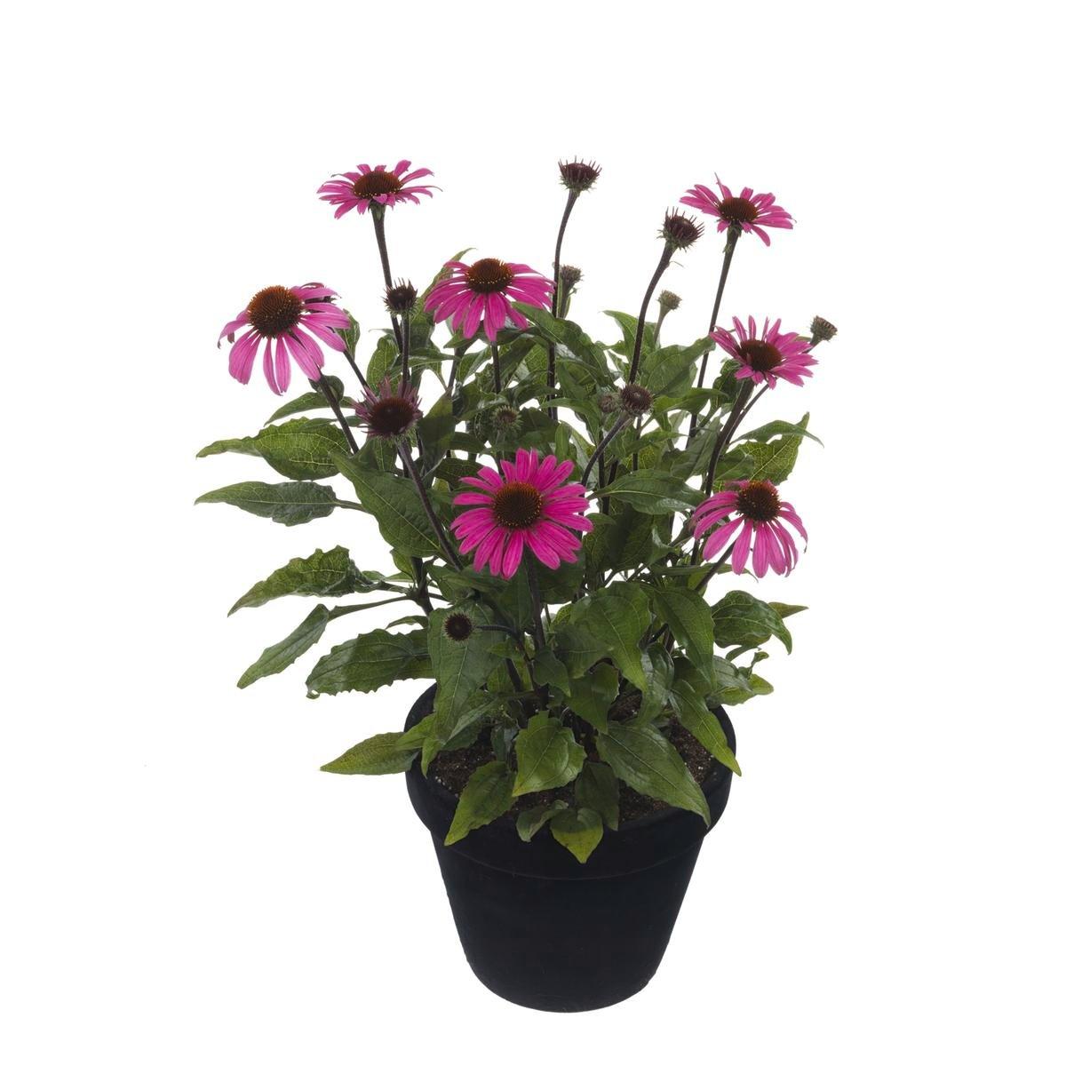 Gee000 Echinacea Assorted - View 15 from www redcrocus com