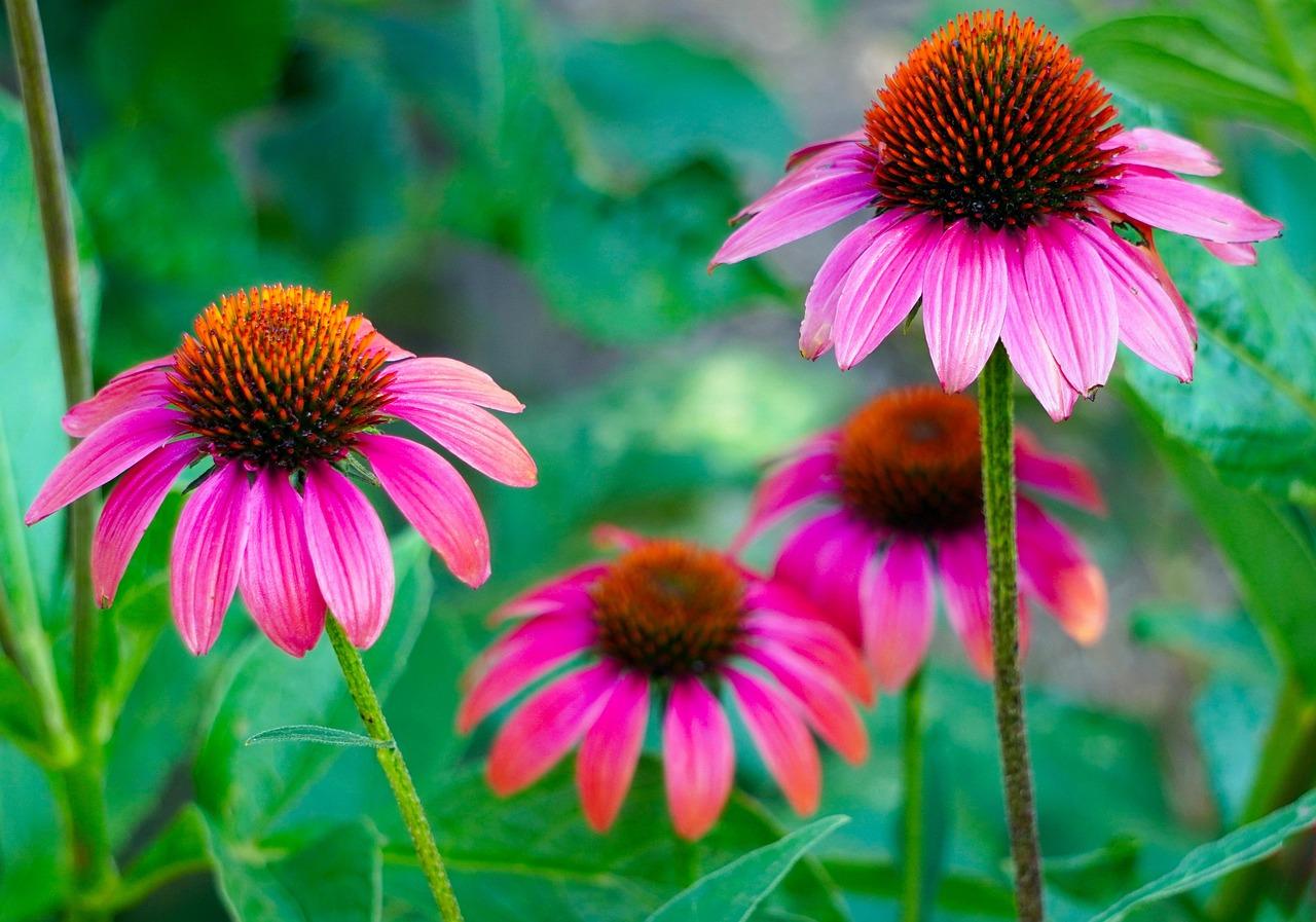 Gee000 Echinacea Assorted - View 16 from www redcrocus com