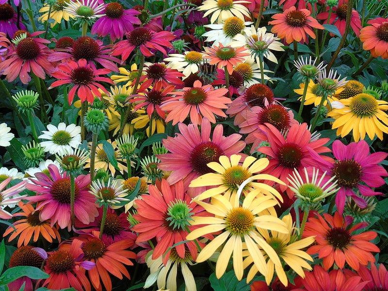 Gee000 Echinacea Assorted - View 17 from www redcrocus com