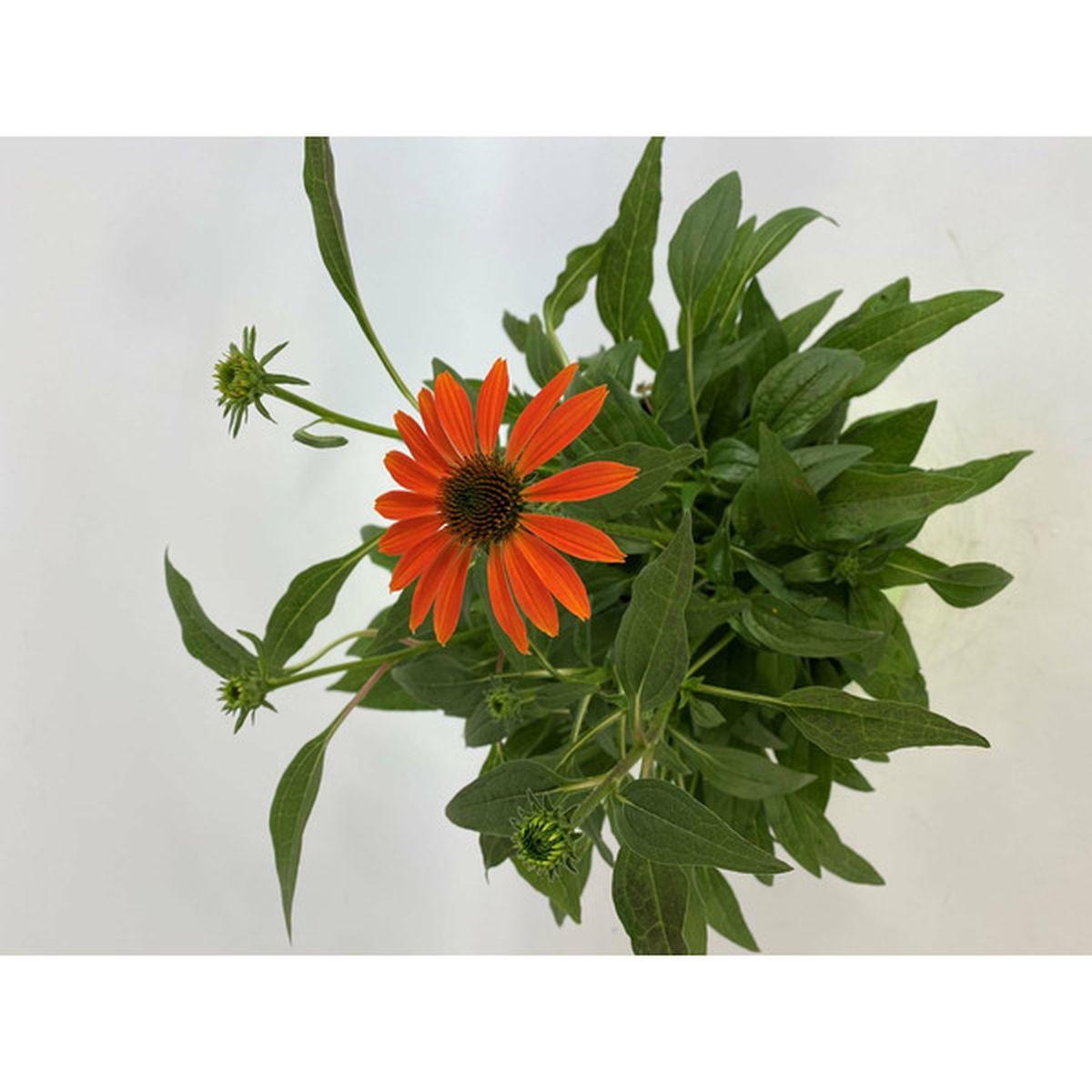 Gee000 Echinacea Assorted - View 18 from www redcrocus com