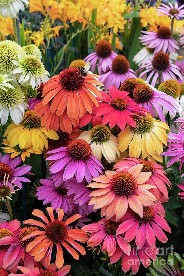 Gee000 Echinacea Assorted - View 2 from www redcrocus com