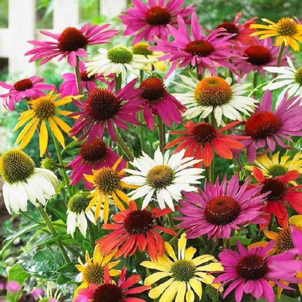 Gee000 Echinacea Assorted - View 3 from www redcrocus com