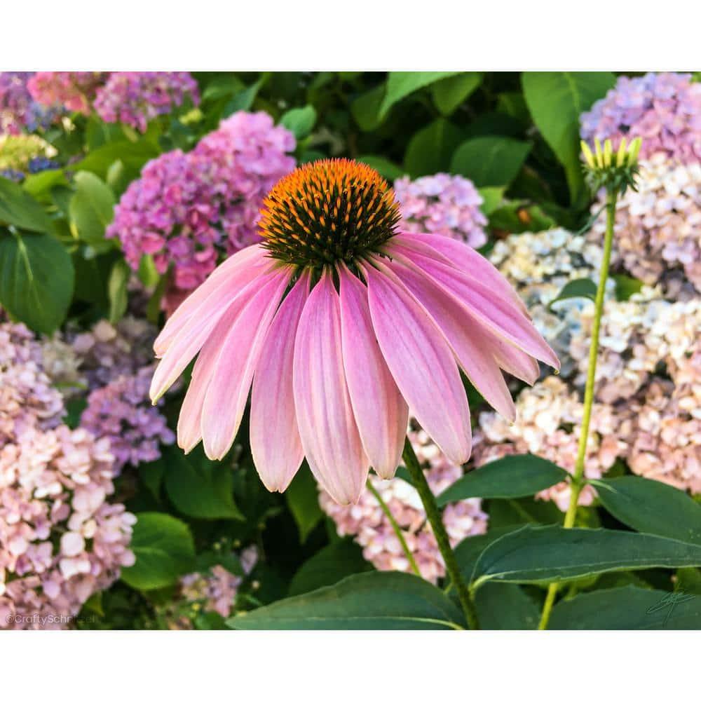 Gee000 Echinacea Assorted - View 4 from www redcrocus com
