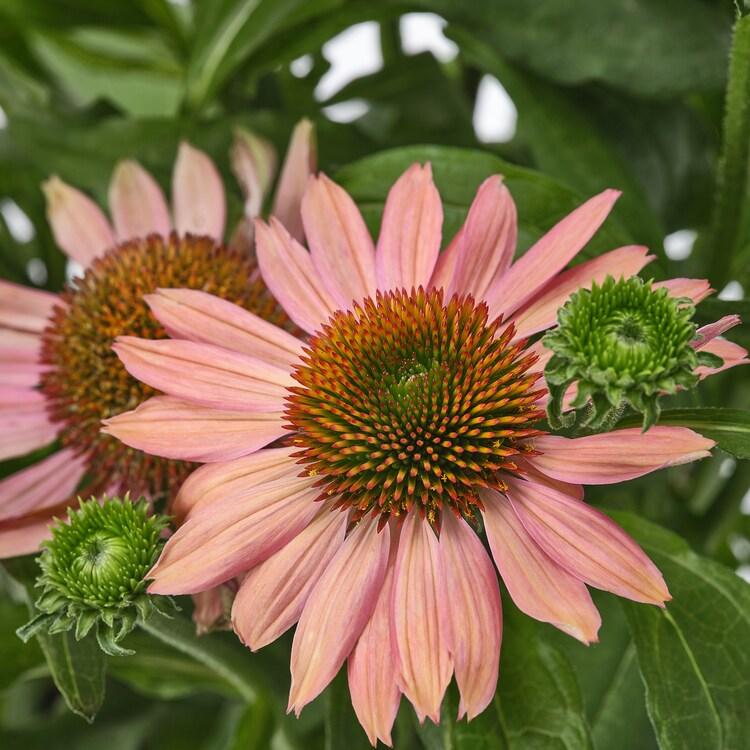 Gee000 Echinacea Assorted - View 5 from www redcrocus com