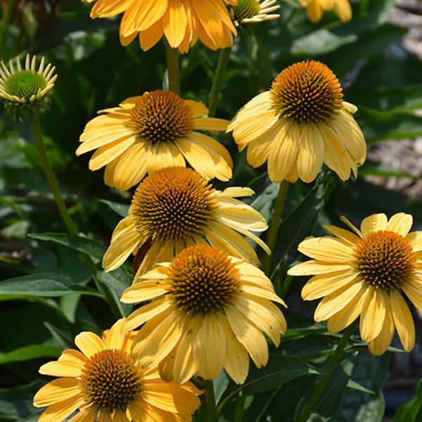 Gee000 Echinacea Assorted - View 6 from www redcrocus com