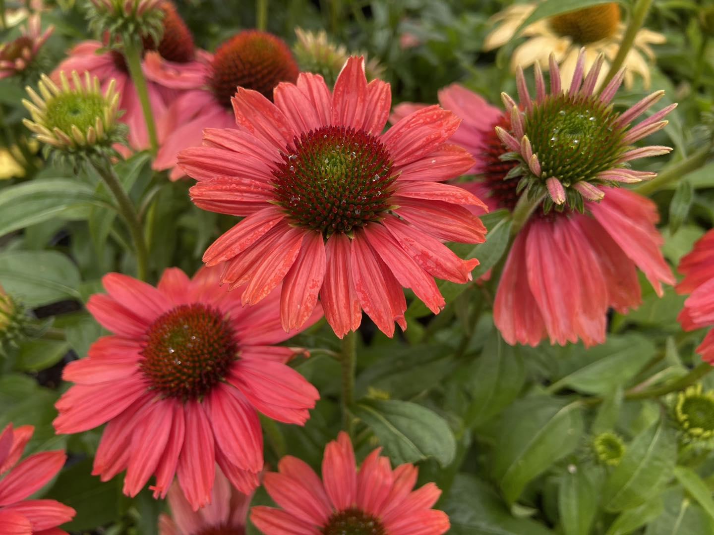 Gee000 Echinacea Assorted - View 7 from www redcrocus com