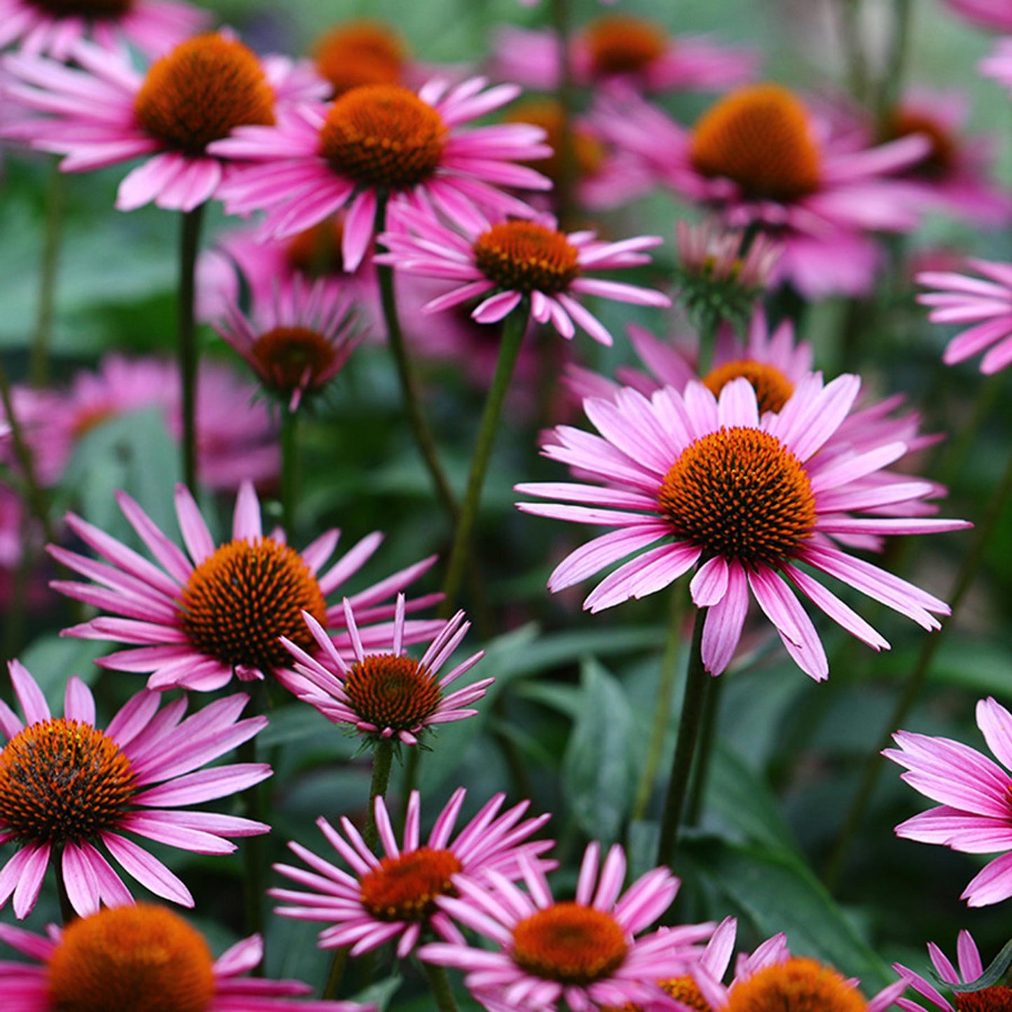 Gee000 Echinacea Assorted - View 8 from www redcrocus com