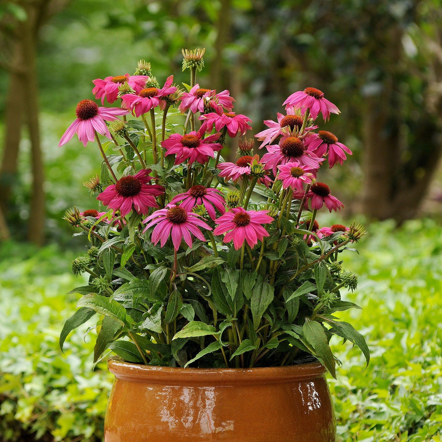 Gee000 Echinacea Assorted - View 9 from www redcrocus com
