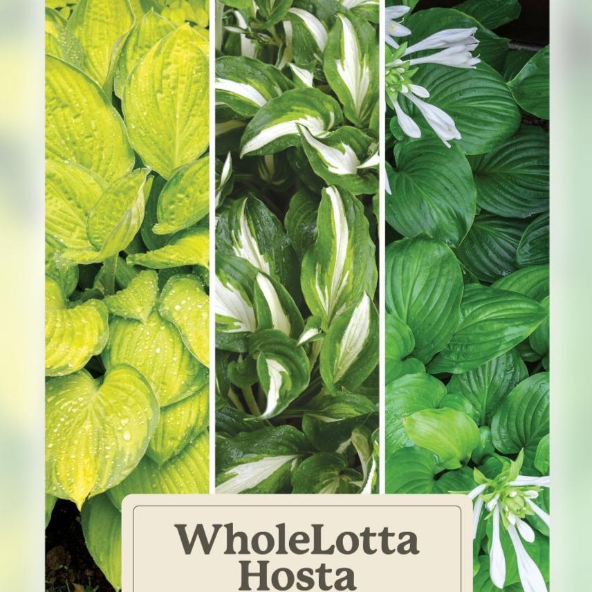 Gh000 Hosta Assorted - View 10 from www redcrocus com