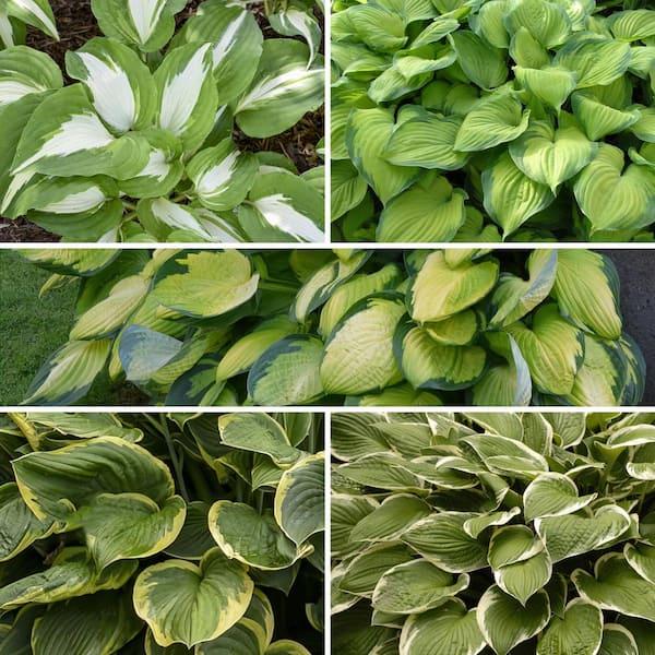 Gh000 Hosta Assorted - View 15 from www redcrocus com