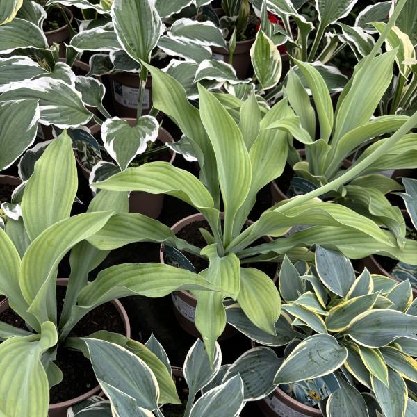 Gh000 Hosta Assorted - View 16 from www redcrocus com