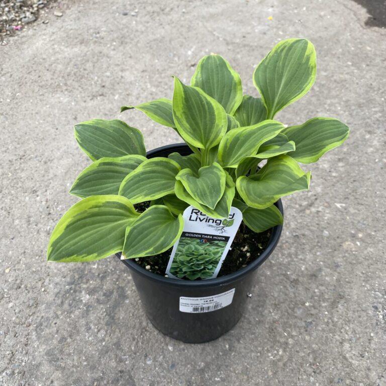 Gh000 Hosta Assorted - View 19 from www redcrocus com