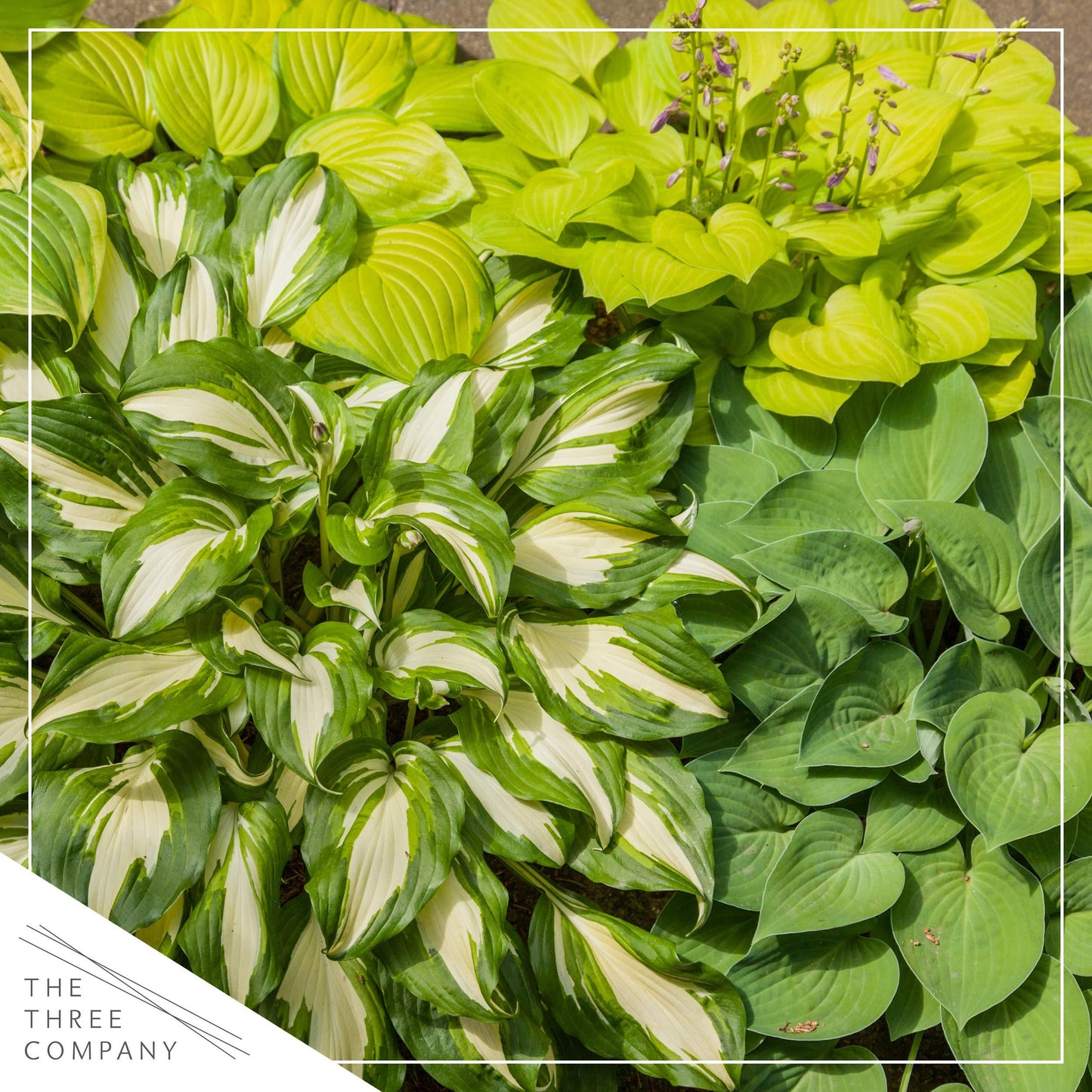 Gh000 Hosta Assorted - View 7 from www redcrocus com