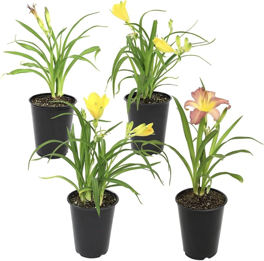 Ghh000 Hemerocallis, Assorted - View 11 from www redcrocus com