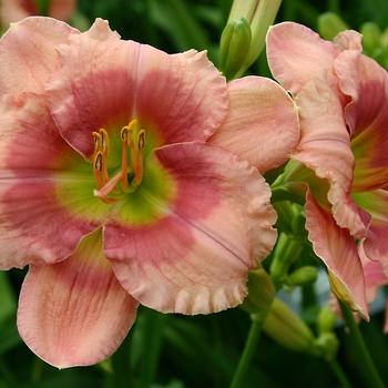 Ghh000 Hemerocallis Assorted - View 11 from www redcrocus com