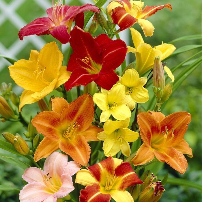 Ghh000 Hemerocallis Assorted - View 12 from www redcrocus com