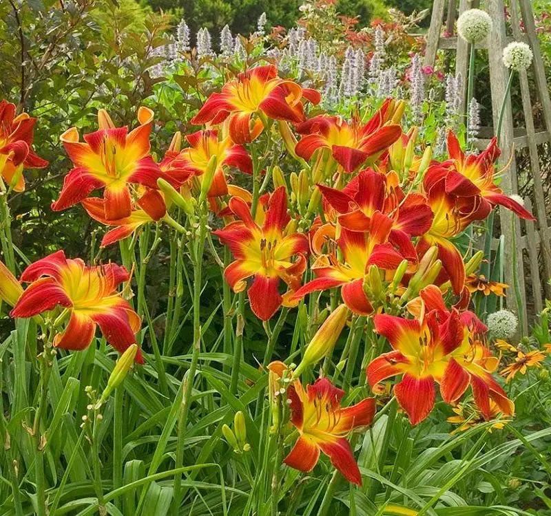 Ghh000 Hemerocallis Assorted - View 13 from www redcrocus com
