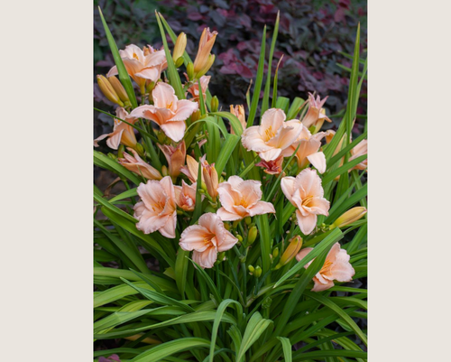 Ghh000 Hemerocallis Assorted - View 15 from www redcrocus com