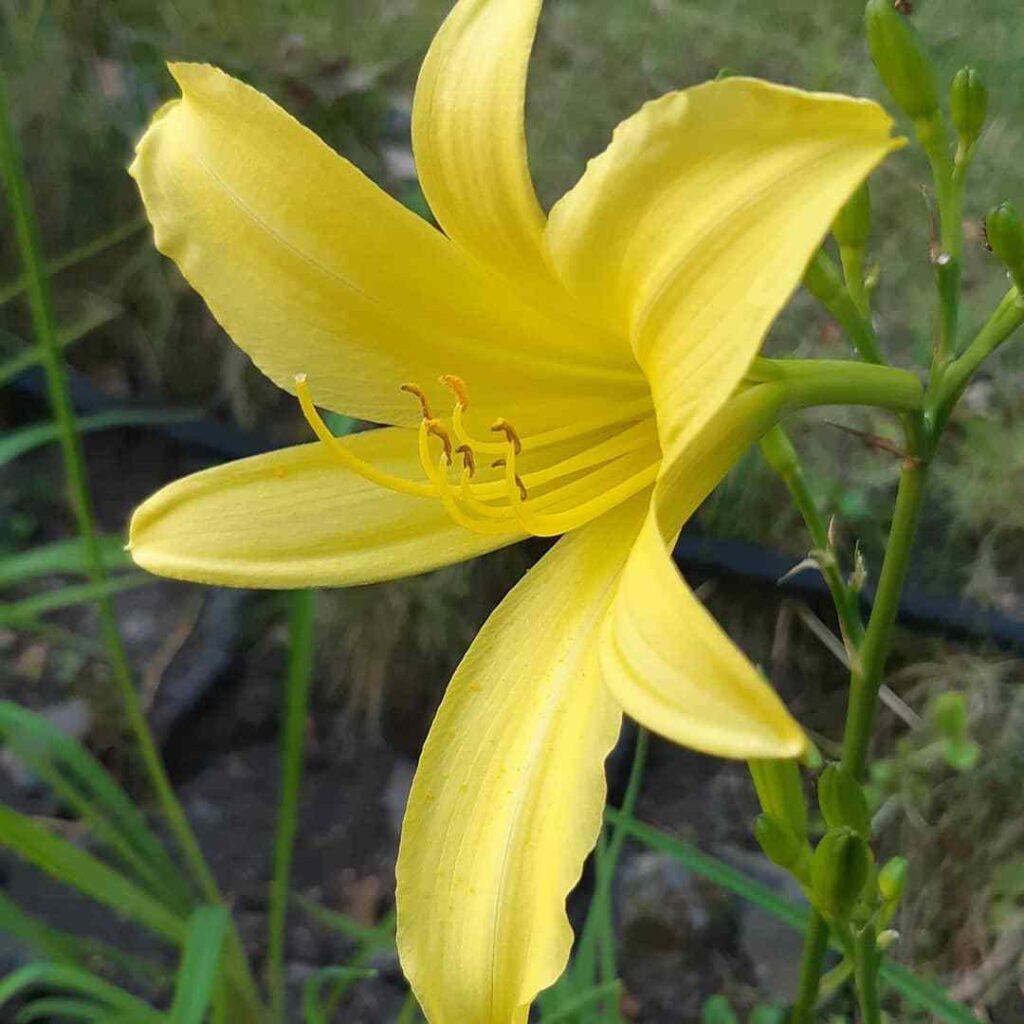 Ghh000 Hemerocallis Assorted - View 15 from www redcrocus com