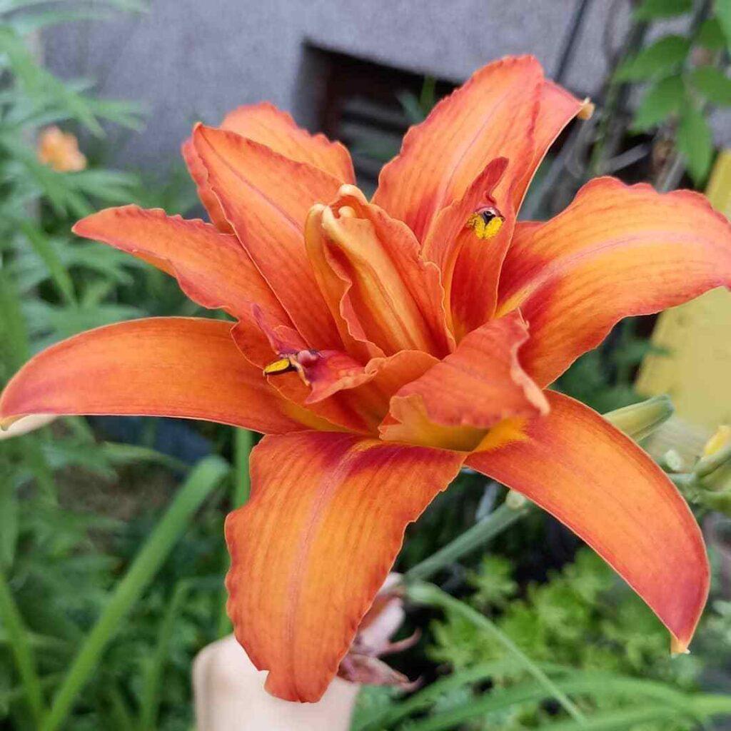 Ghh000 Hemerocallis Assorted - View 16 from www redcrocus com