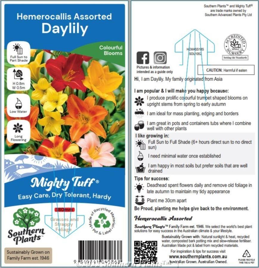 Ghh000 Hemerocallis Assorted - View 2 from www redcrocus com