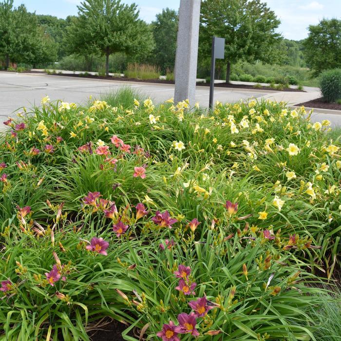 Ghh000 Hemerocallis Assorted - View 3 from www redcrocus com