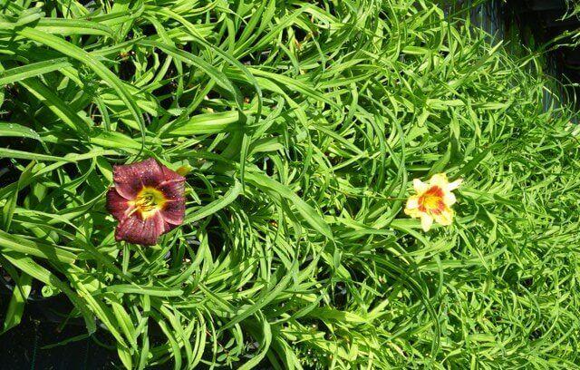 Ghh000 Hemerocallis Assorted - View 4 from www redcrocus com