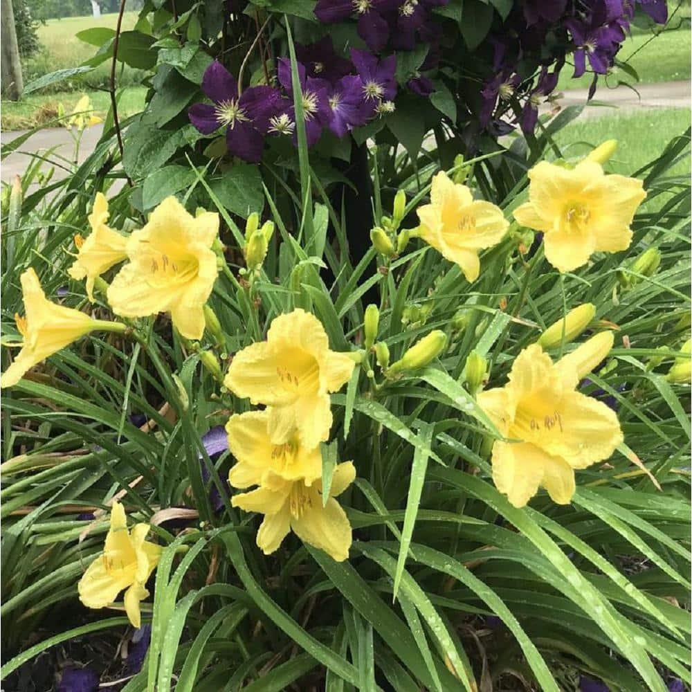 Ghh000 Hemerocallis Assorted - View 5 from www redcrocus com