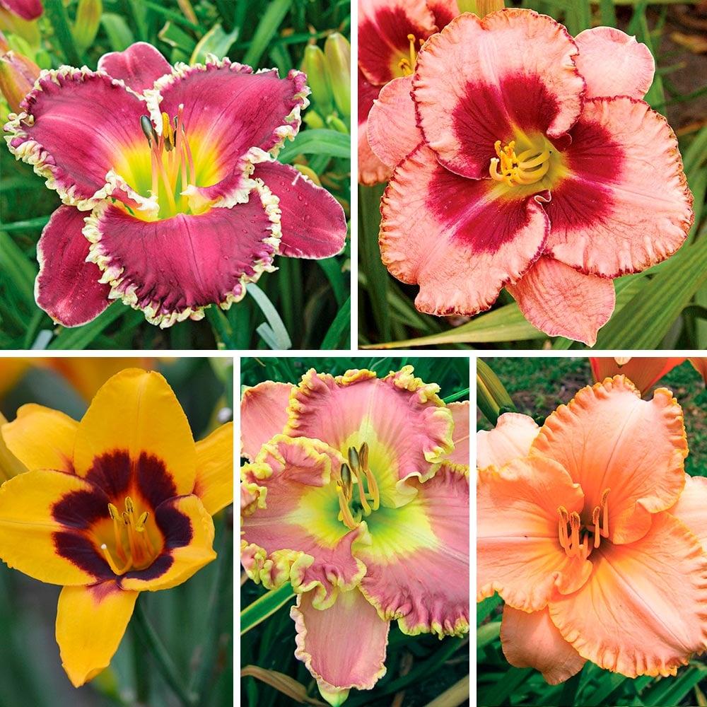 Ghh000 Hemerocallis Assorted - View 7 from www redcrocus com