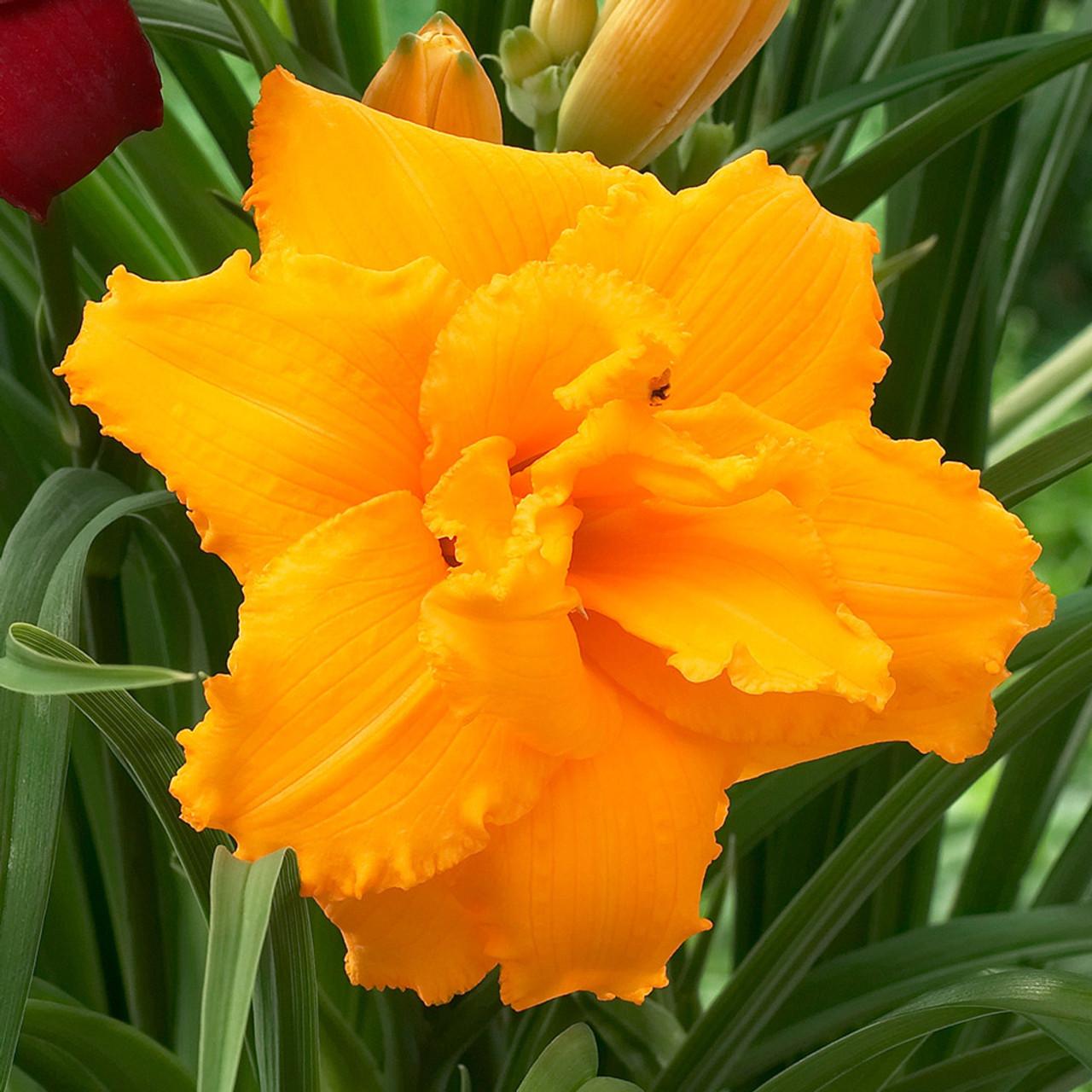 Ghh000 Hemerocallis Assorted - View 8 from www redcrocus com